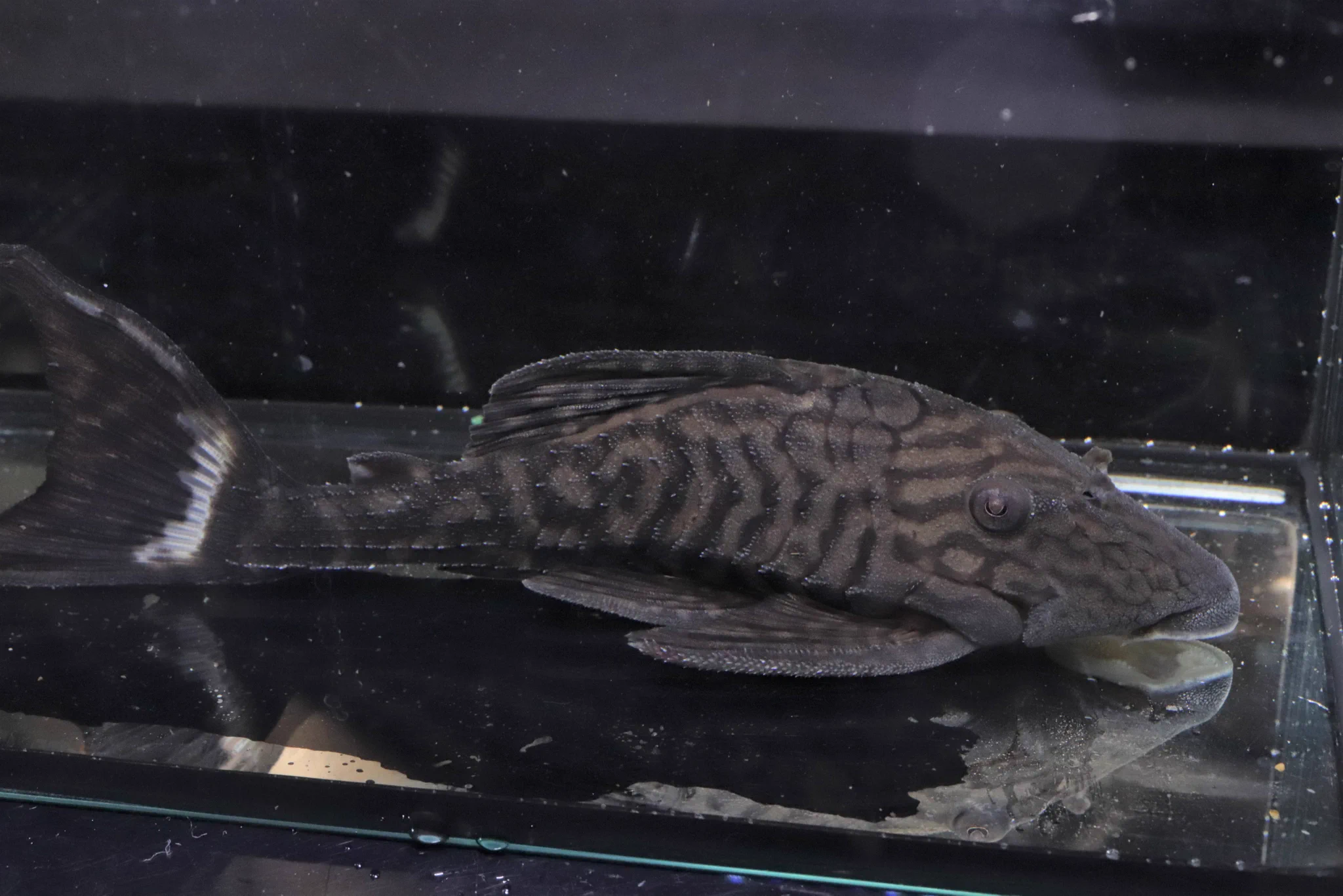 カワスイ 川崎水族館 a X: 