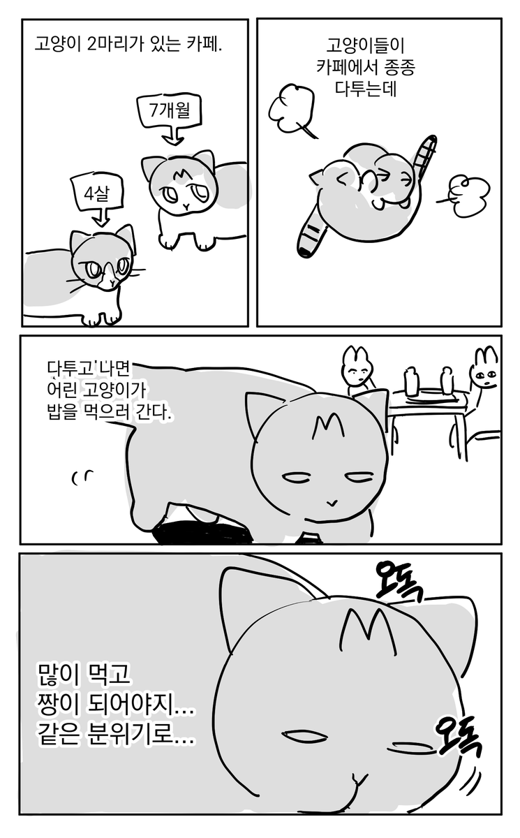 고양이들은 정말 빨리 크는구나