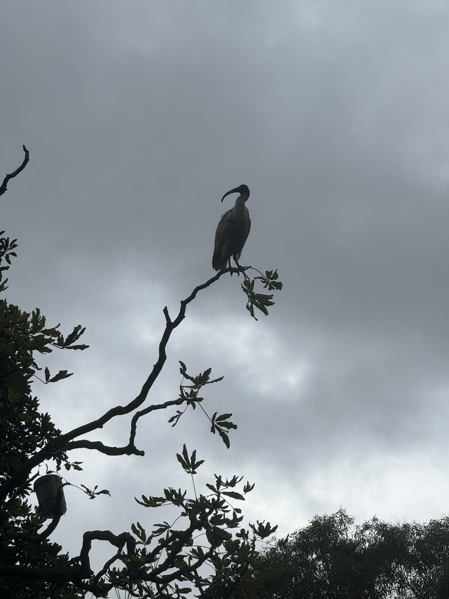 vigilant_labs's tweet image. Bin chicken striking a vigilant pose