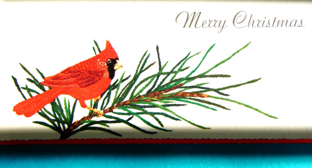 tourikaizen's tweet photo. #クリスマスバード #真紅の鳥 #Cardinalis
北アメリカ東南部では、クリスマスになると雪で真白になった人家の庭先の枝に真赤なクリスマスバード(Northern cardinal)が飛んできます。
真紅のマントを着たカソリックの枢機卿(Cardinalis)が名前の由来。カージナルスという野球チームもあります。 https://t.co/yOkByzYbvc