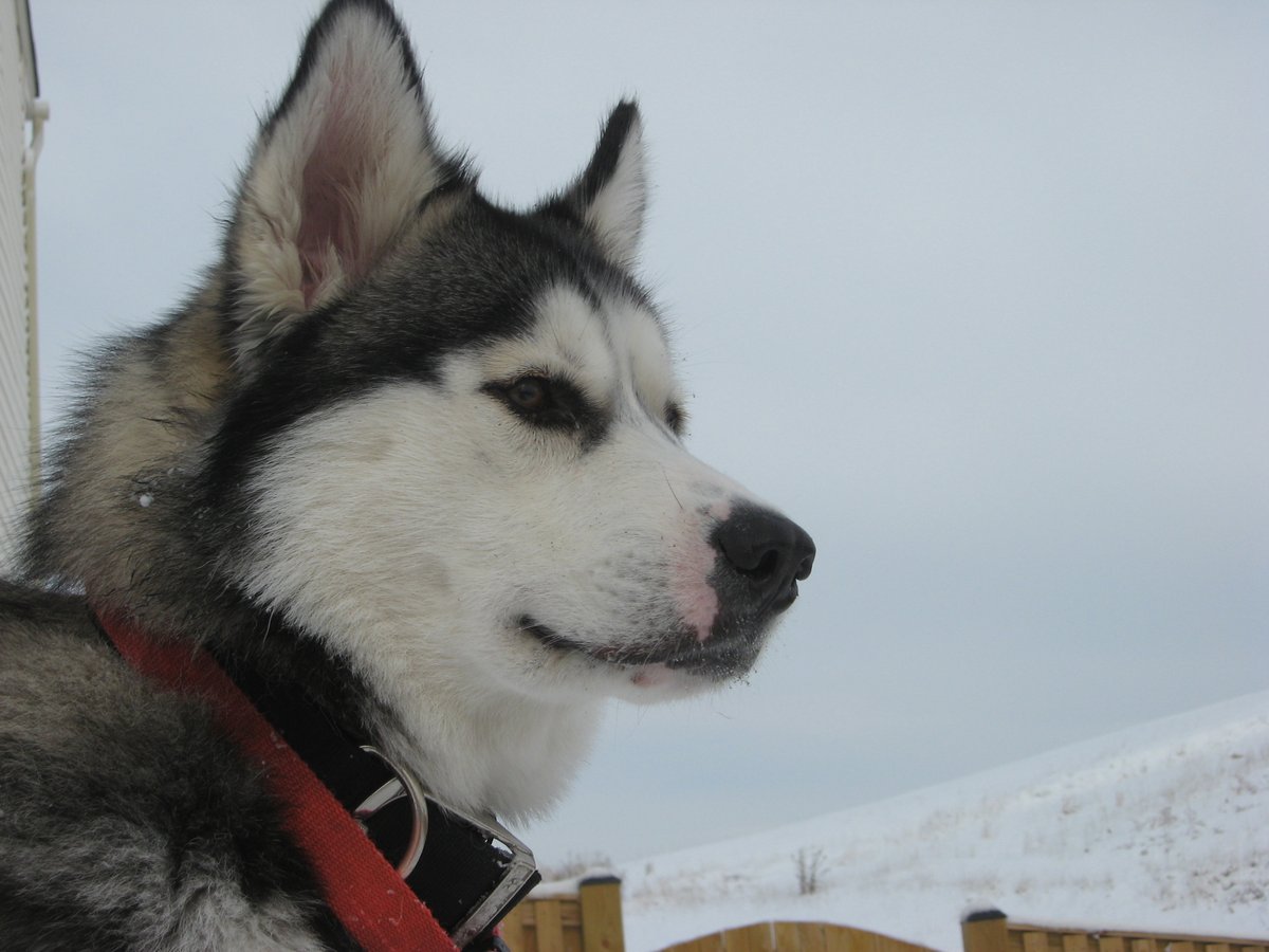 IAteABug's tweet photo. @enbeee__ Time to fly my Baby Angel from Heaven! You can run &amp;play again in the snow with Razzy &amp; Kai! You stole my heart when you sat on my feet &amp; ‘demanded’ I take you home! I love you so much my beautiful Tallybear. You brought so much joy &amp; comfort to our lives! I will miss you always! https://t.co/jL4YGmIdW4