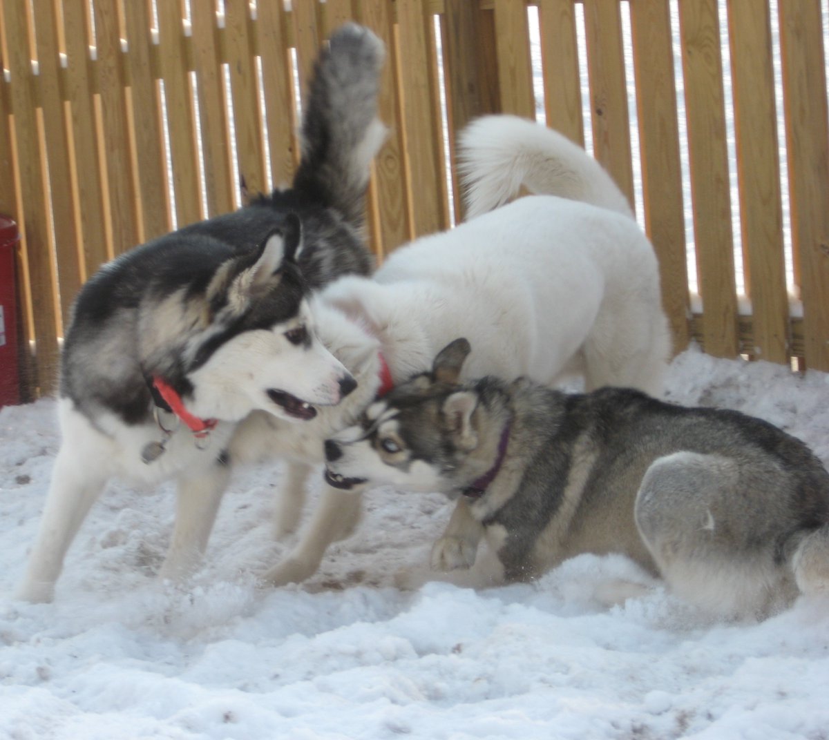 IAteABug's tweet photo. @enbeee__ Time to fly my Baby Angel from Heaven! You can run &amp;play again in the snow with Razzy &amp; Kai! You stole my heart when you sat on my feet &amp; ‘demanded’ I take you home! I love you so much my beautiful Tallybear. You brought so much joy &amp; comfort to our lives! I will miss you always! https://t.co/jL4YGmIdW4