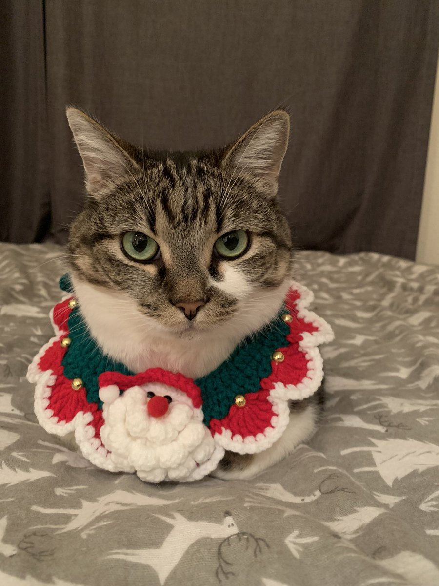 HKCENala's tweet image. #平安夜特手發賀詞

香港人，聖誕快樂。
天氣凍，切記注意幫自己同主子保暖，自己慶祝都唔好唔記得serve聖誕大餐畀主子呀～

祝香港人同埋所有動物都平安、開心 😽