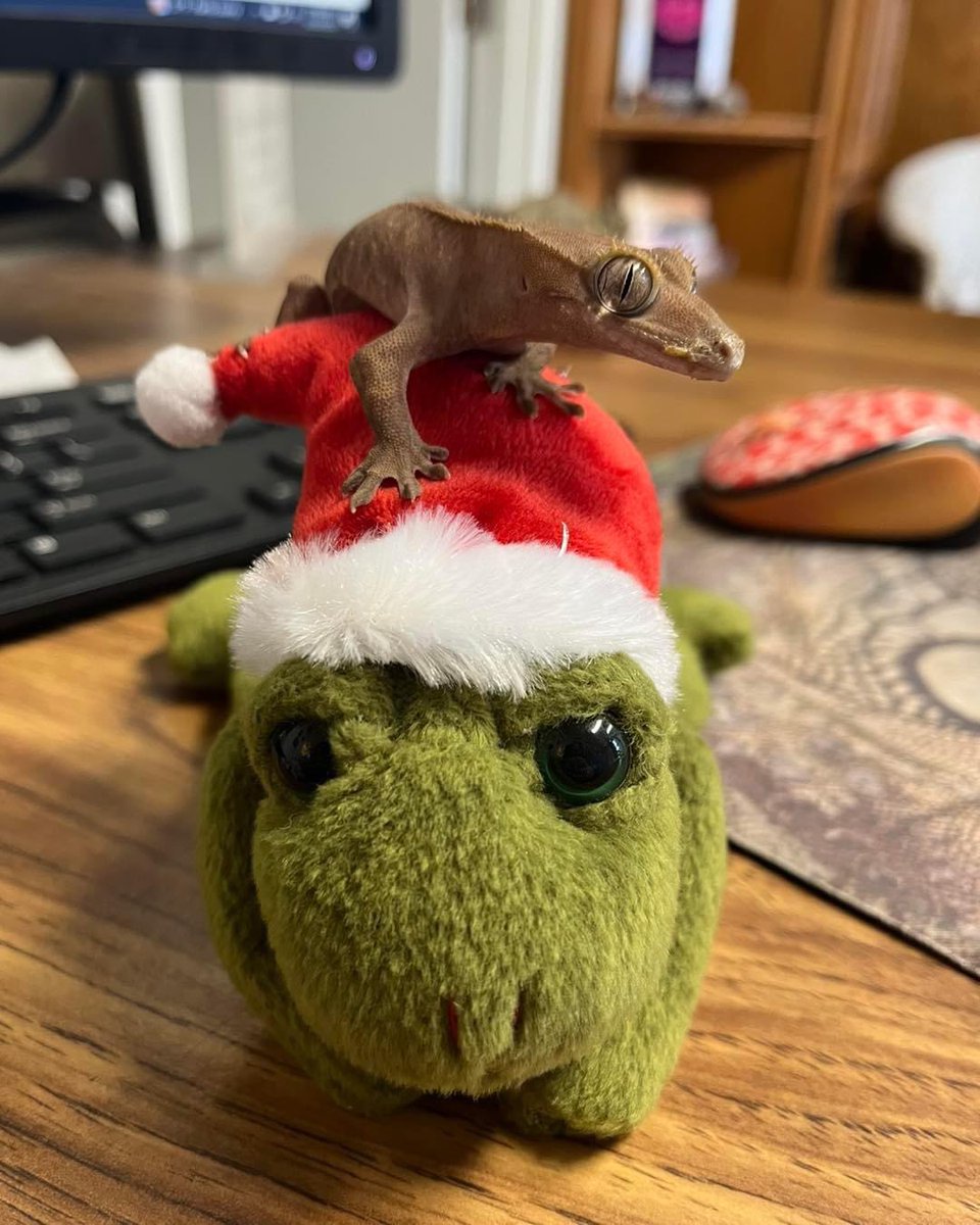 Good news ! 

EcoVivarium is open December 24 from 10-1! 

Stop by and say hi! 

#lizard #lizardsofinstagram #animalsanctuary #reptilesanctuary #sanctuary #specialneeds #nonprofit #animals #reptiles #reptilesofinstagram #ecovivarium #crestedgecko #crested #crestie