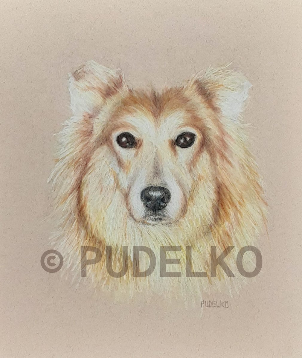 OfPudelko's tweet photo. BACARDI 🐕 2nd of 7 for the same client ✍🏻 great work when you can get it 😉 #portrait #dog #drawing #pet #pets #commissionart https://t.co/y0Ck7WkykL