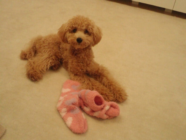 今日はモコの6回目の命日。 懐かしい写真をずっと見てます。 みなさんも良いクリスマスイブをお過ごしください🎄 https://t.co/mkdTaz1bAW<a href="/tag/%E3%82%8F%E3%82%93%E3%82%8F%E3%82%93%E3%82%8F%E3%82%93%E3%81%AE%E6%97%A5"class="tags"><span>#わんわんわんの日</span></a>