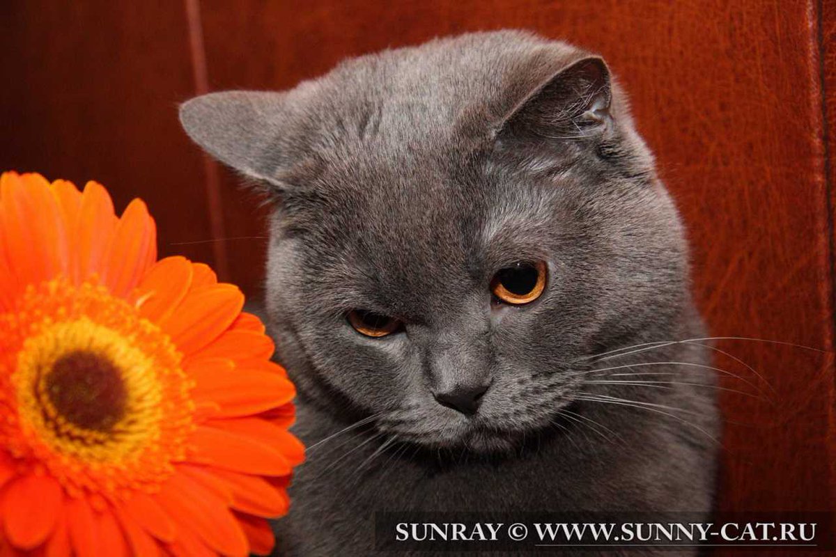 SunRayCats's tweet photo. Серый кот - голубой окрас британской кошки BRI a

Источник и подробности: https://t.co/8wsxJbyLhZ

#Кошки #Коты #Окрас https://t.co/FqJiy5dIAo