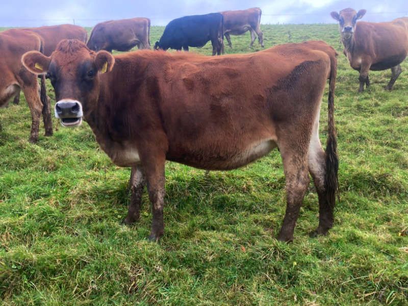 GrasstecLtd's tweet photo. 30 Spring Jersey In Calf Heifers – UK. The heifers are all AI sired by LIC bulls. Select up to 30 from the group of 50. Herd fertility is very good with 70% calving in the first 3 weeks.  The heifers start to calve the end of February and early March. 
https://t.co/zYjc3FvU7X https://t.co/usODcfUQgQ