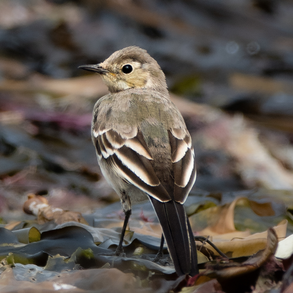 MMK Photography UK tweet media