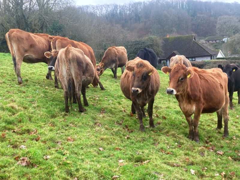 30 Spring Jersey In Calf Heifers – UK. The heifers are all AI sired by LIC bulls. Select up to 30 from the group of 50. Herd fertility is very good with 70% calving in the first 3 weeks.  The heifers start to calve the end of February and early March. 
grasstecgroup.com/livestock-avai…