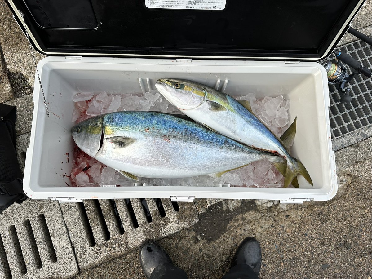 腕パンパン…
先輩に連れてってもらって
人生初船でのジギング
初ジギングで寒ブリいただきました！
メジロはおまけ！w