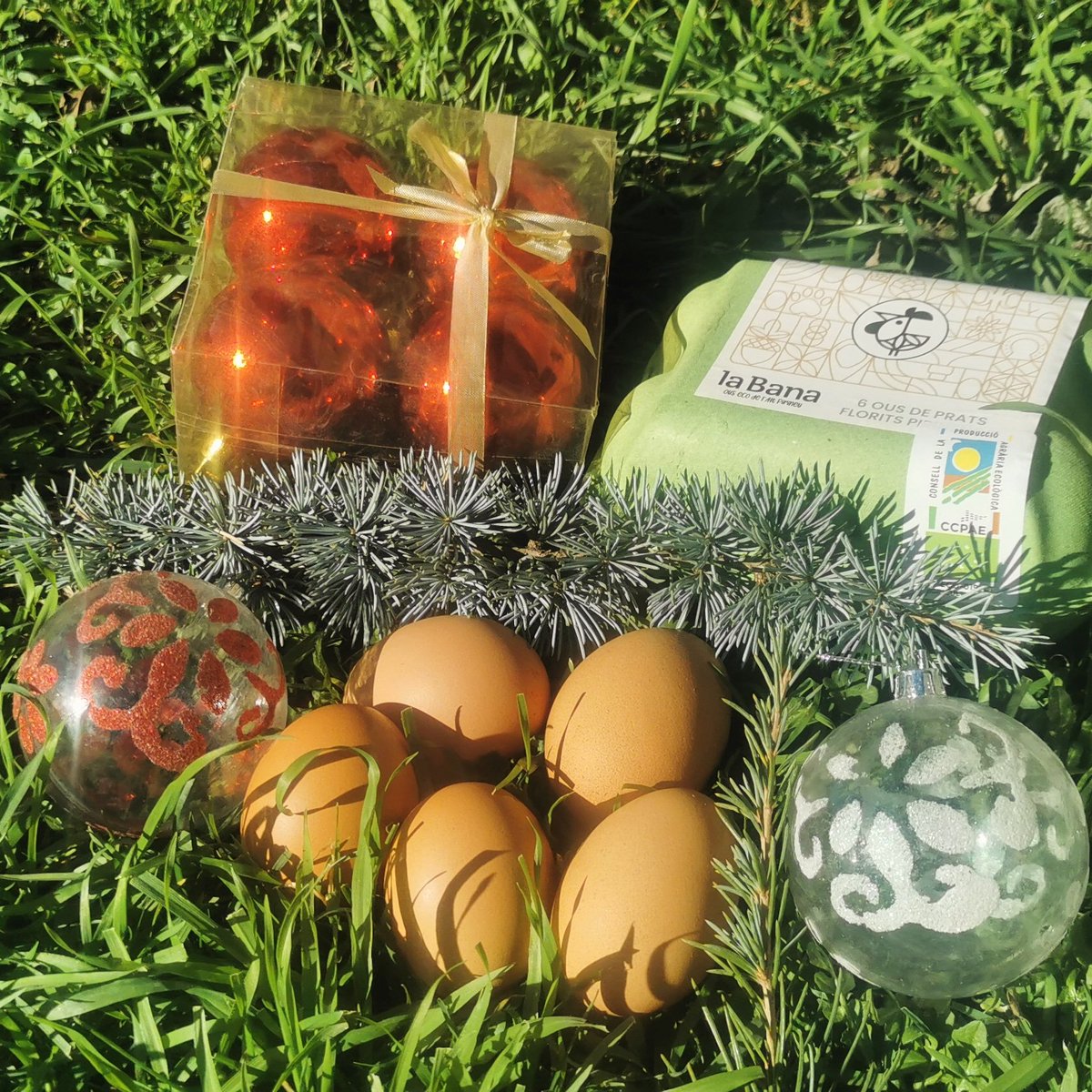 Des de la Granja la Bana, les seves 400 gallines 🐔, l'Hera 🐶 i l'Atena 🐶 us desitgem un molt Bon Nadal 🎁🎄 i feliç i saludable any 2024! 🥂🥚💙🏔️ #ousdelaltpirineu #ousecologics #ouskm0 #gallinesfelices
