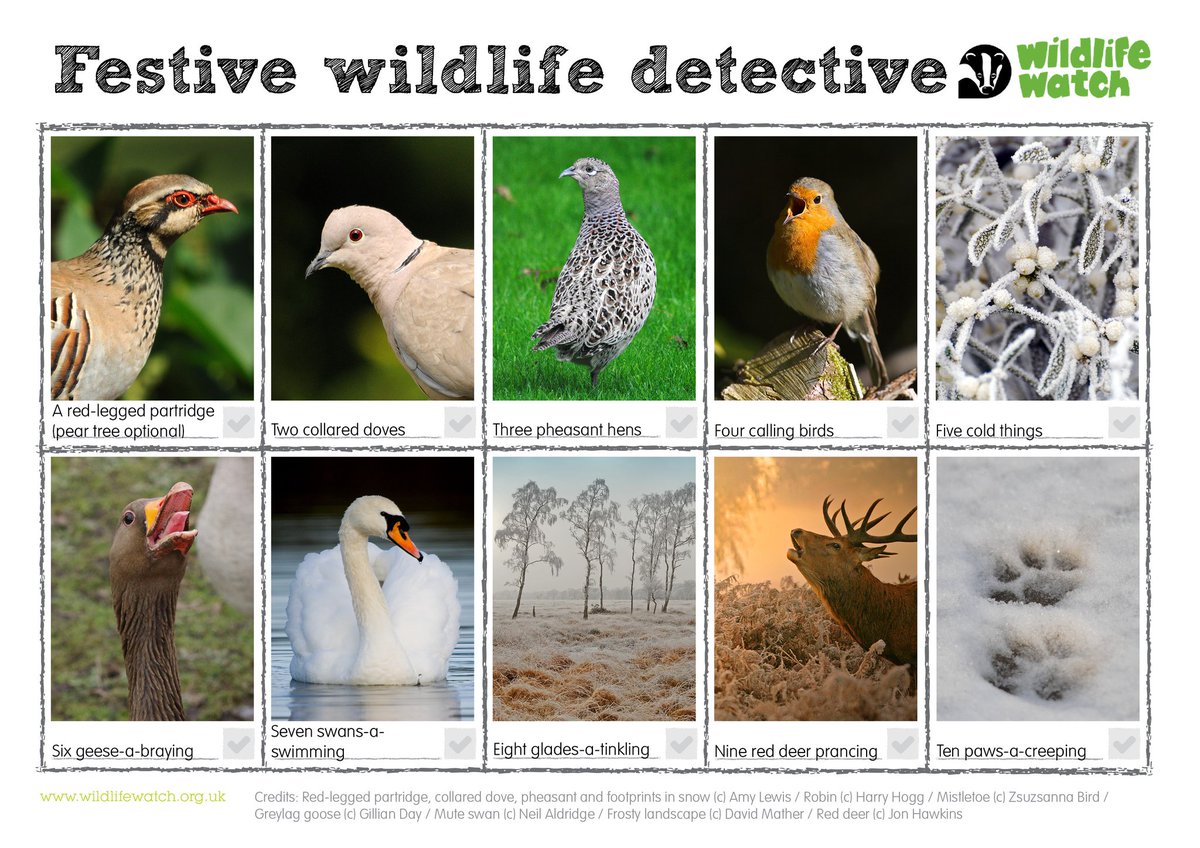 Be a winter nature detective this December! See what festive wildlife you can find 🌨️