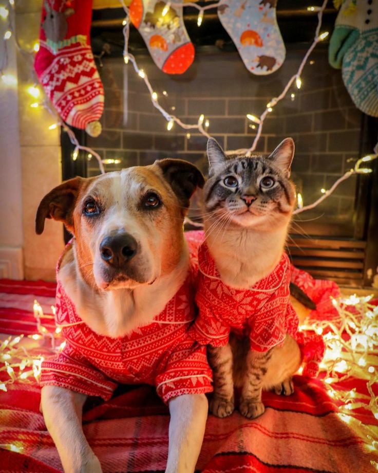 ...Natale. La sola parola sa di incanto, un incanto a cui, si può dire, nessun cuore può sottrarsi. 'Il Mistero del Natale' Edith Stein ❤🎄Buon Natale🎄❤ 🌟Merry Christmas to all🌟