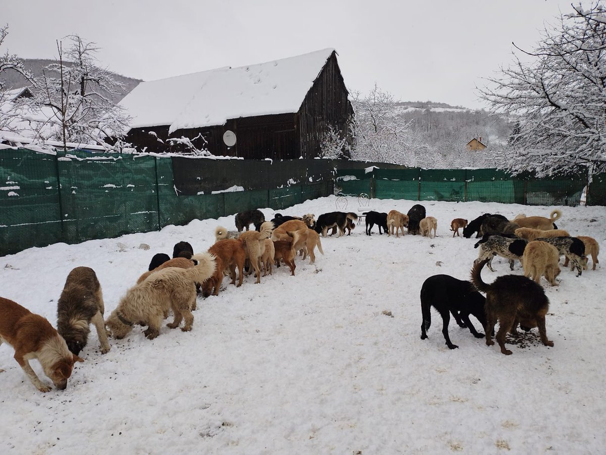 It is not easy to make that many dogs eat together 
And winter is never easy apart from the food and straw a rescue have many other spends and huge bills
Any 1£ means alot
paypal.me/siriusanimalre…