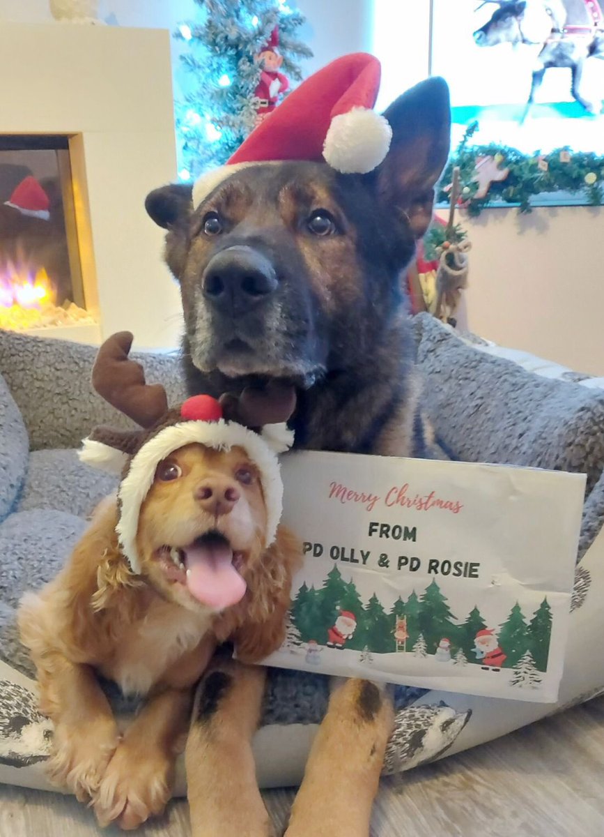 Northants Police Dog Section tweet media