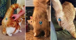 TwinkleTushSol's tweet photo. @ugliestduck @artsch00lreject You can’t go wrong with a Twinkle $tush for you feline friend’s sense of style https://t.co/M8BvWpcNwt