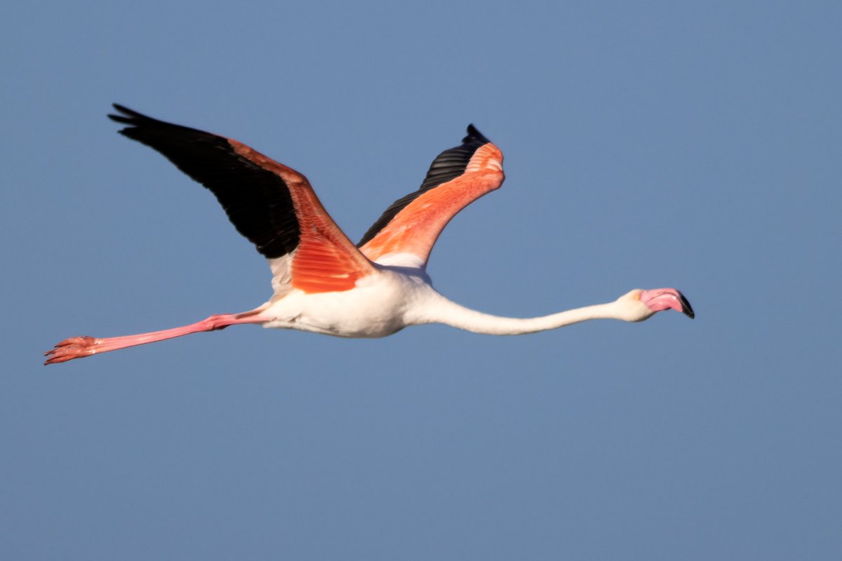 Flamenco Común, Phoenicopterus roseus, Greater flamingo
Salinas de Cabo de Gata, Almería
#flamenco
#Almeria 
#cabodegata
#greaterflamingo