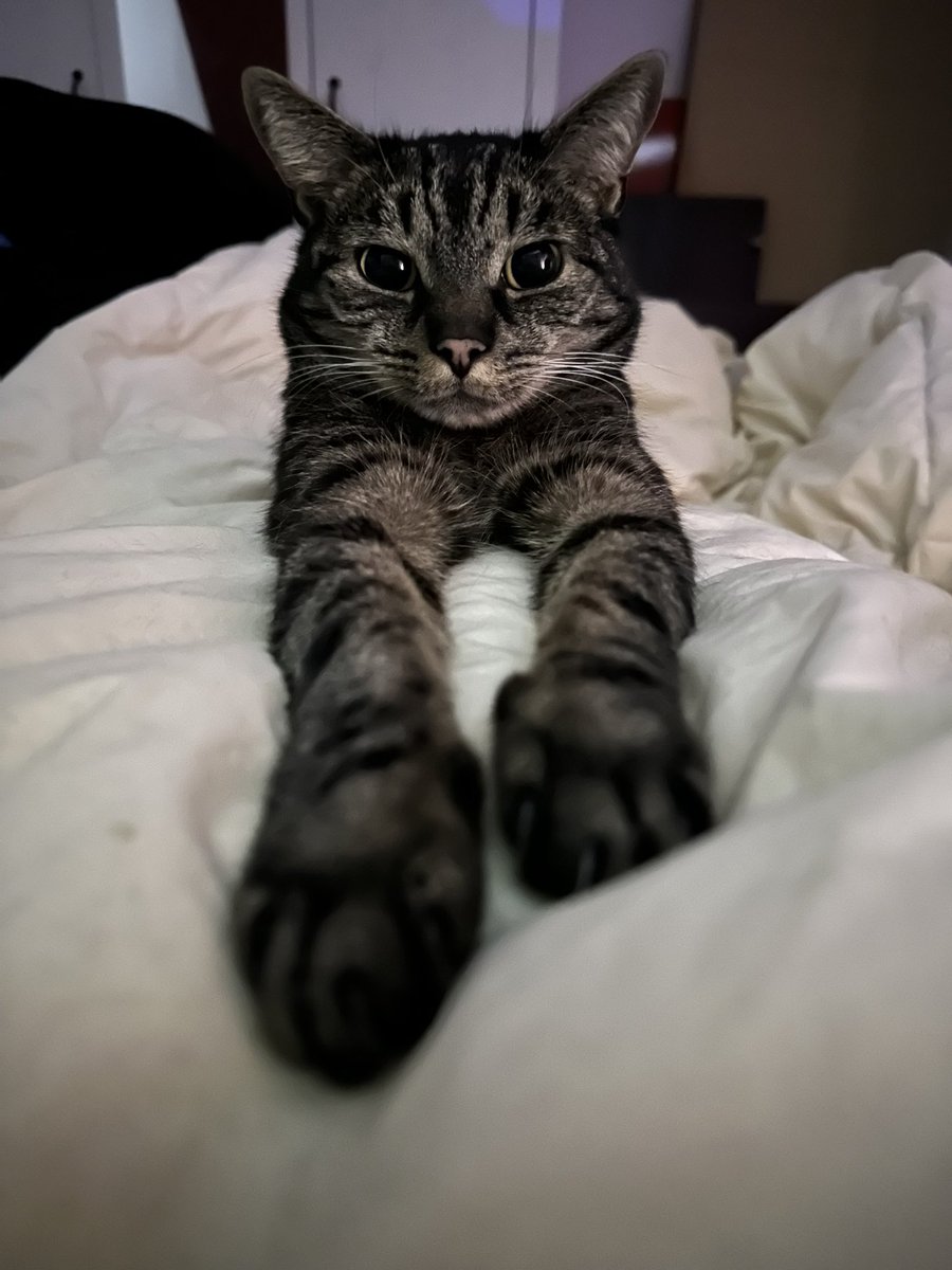 hinter türchen 24 des katzventskalenders verbirgt sich das allererste foto von findelkind filou und ein foto von heute ca 7 jahre später

denkt dran: adopt don’t shop!

das war’s mit dem katzventskalender 
danke für zahlreiche erscheinen 🫶