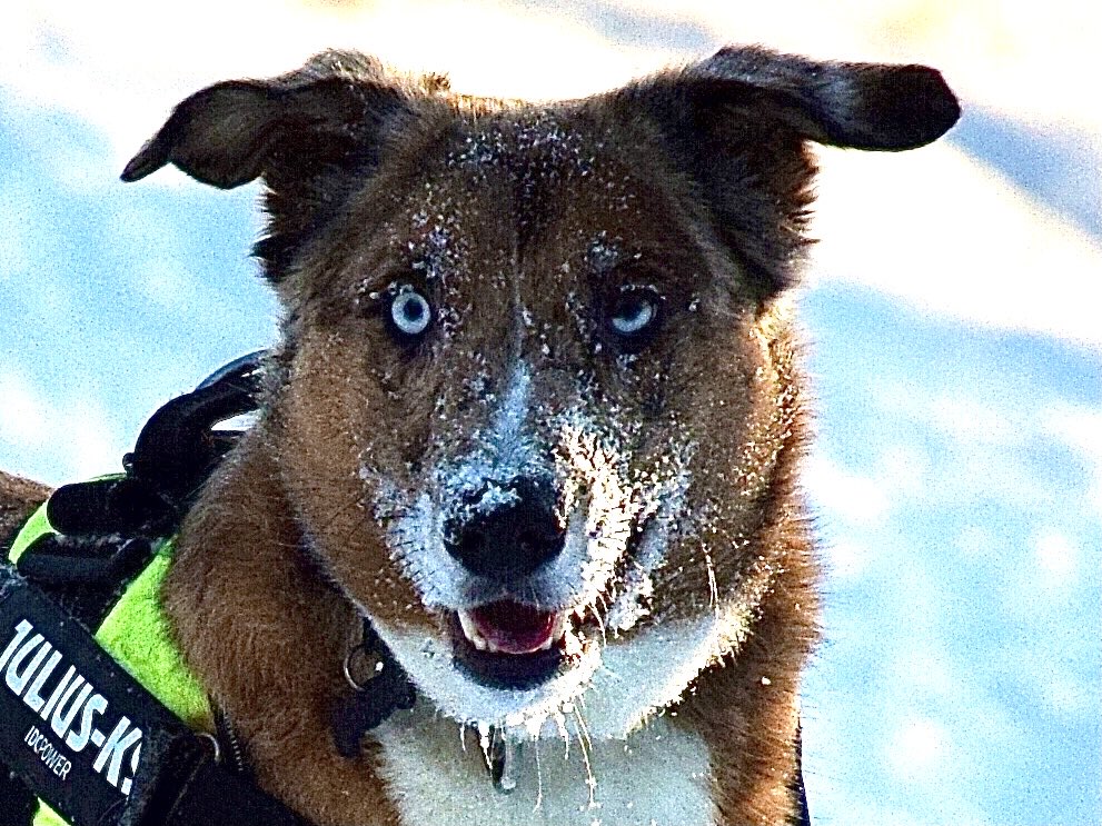 edgar dehli tweet media