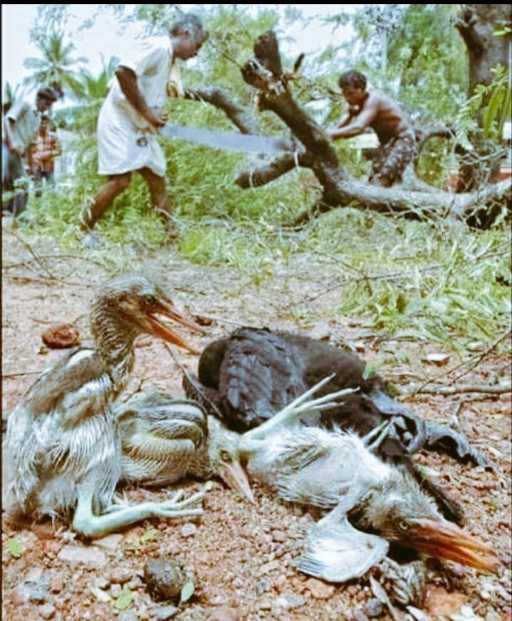 StudyGeo1's tweet photo. @AvdheshanandG @AcharyaSabha @HariharAshram @UNEP @SadhguruJV
Save #handeo forest for godsake ,this is new india where lakhs of tress r cutting by rulling power bjp,thousand of elephants,birds,tribals r disturebed,died but who cares @TribalArmy @australian @CdnPressNews @UAENews #savenature 🇮🇳https://t.co/1f1Zrr3RyH https://t.co/UyU8OjEgXl