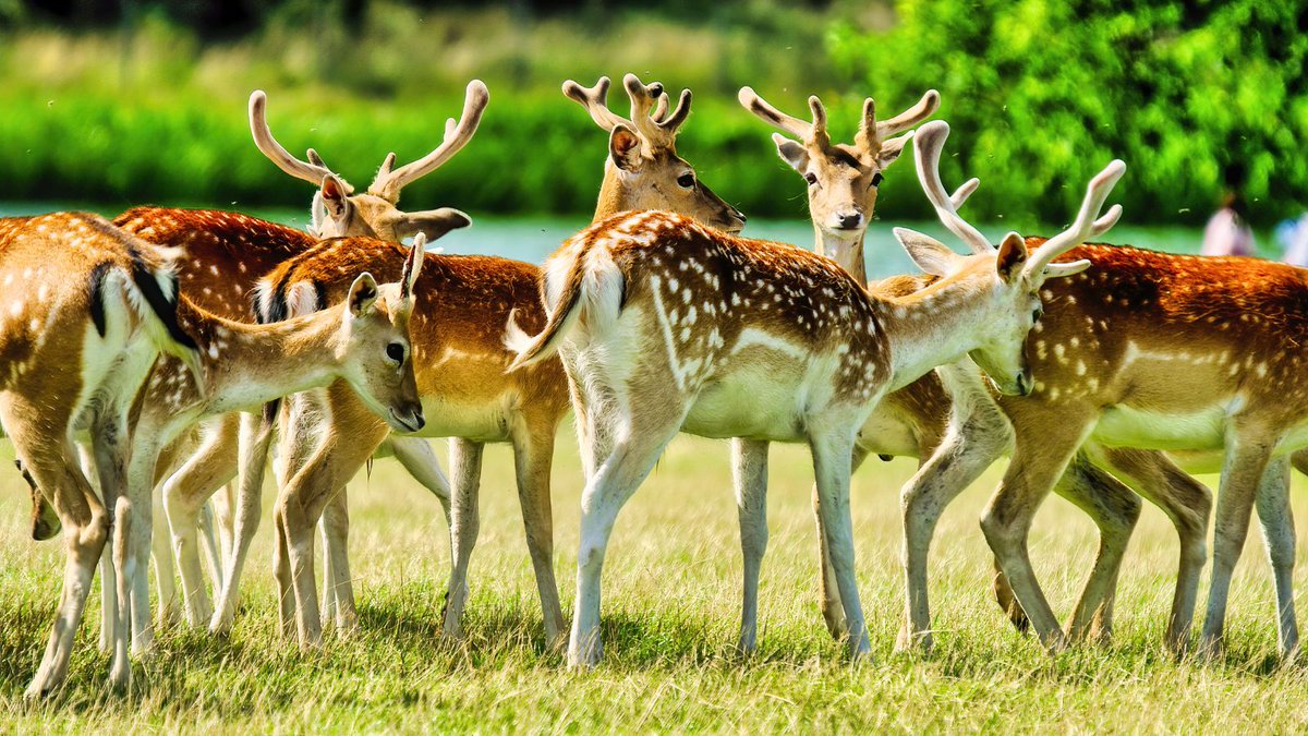 British Ecological Society (@britishecolsoc) on Twitter photo What happens when we feed urban deer?
🦌
Research presented at #BES2023 by <a href="/jane_faull/">Jane Faull</a> explored the consequences of fallow deer in Dublin’s Phoenix Park begging for food. What happens when we feed urban deer?
🦌
Research presented at #BES2023 by <a href="/jane_faull/">Jane Faull</a> explored the consequences of fallow deer in Dublin’s Phoenix Park begging for food.