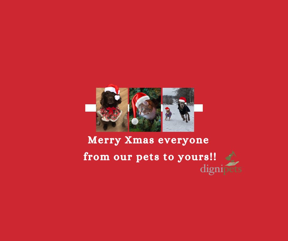 dignipets tweet media