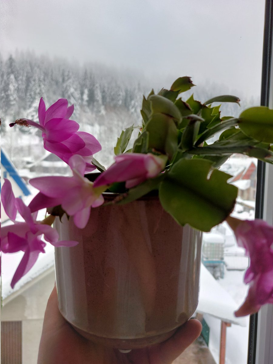 Kaktus si to tento rok načasoval ako podľa kalendára. Za oknom pravá kysucká snehová kalamita, tak už len Šťastné a Veselé 🎄