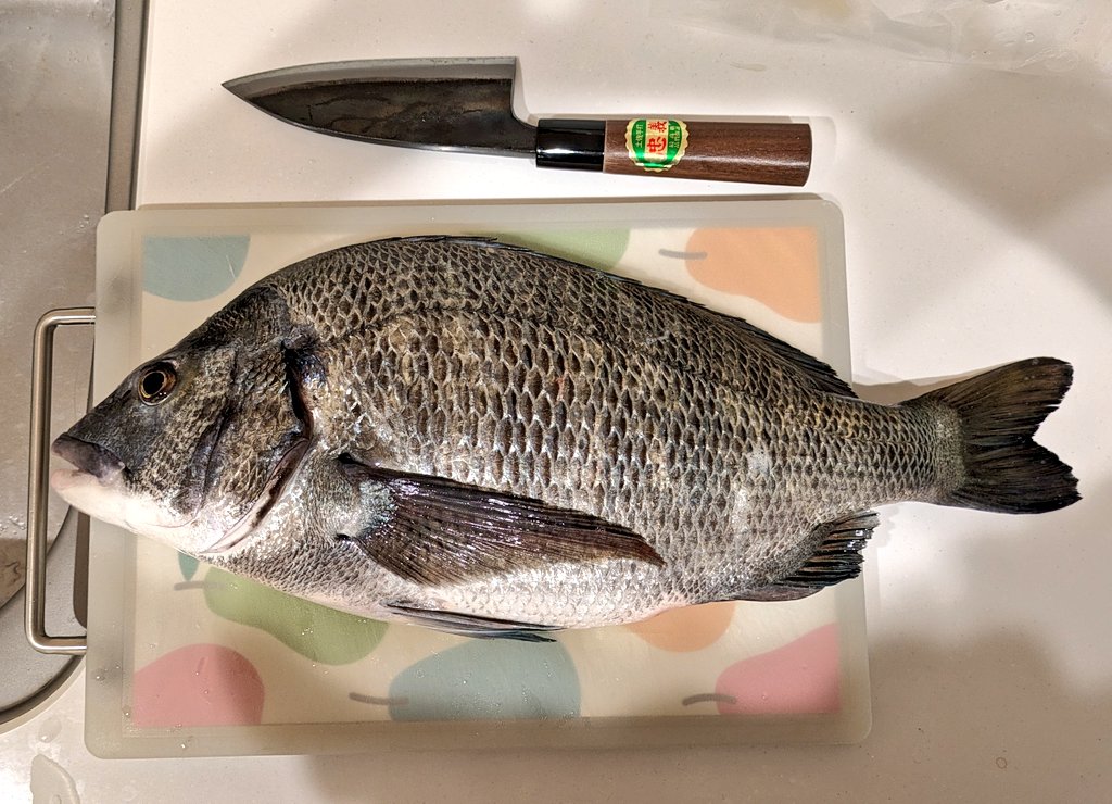 「魚1本買って捌くのが最近のマイブームせっかくクソデカ海岸線があるので鮮魚捌けない」|うなさか///冬コミ新刊🍈委託中のイラスト