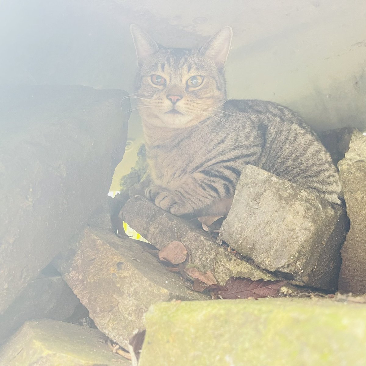 NinnyCat's tweet image. Happy #Crispmouse Eve to all my fur pals and hoomans. I&apos;ve been on big adventures in the garden. Mums found my hiding spot 🙀 Grumpy Gnome isn&apos;t feeling festive. Bit windy here so birds are keeping me entertained! #Tabby #SantaPaws #CatsOfTwitter