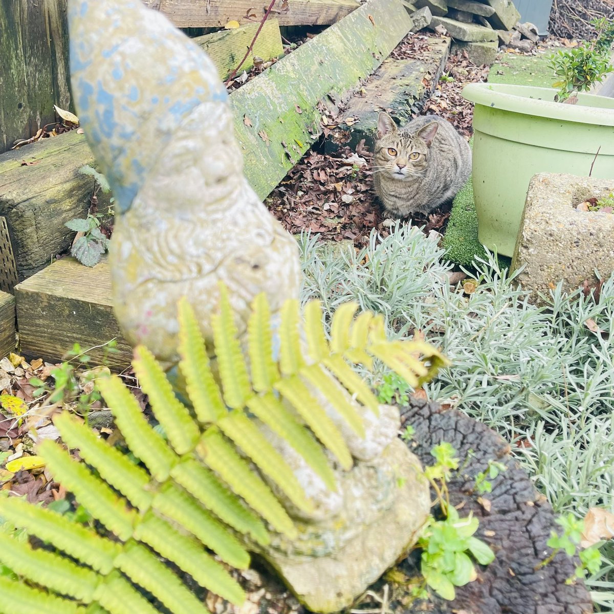 NinnyCat's tweet image. Happy #Crispmouse Eve to all my fur pals and hoomans. I&apos;ve been on big adventures in the garden. Mums found my hiding spot 🙀 Grumpy Gnome isn&apos;t feeling festive. Bit windy here so birds are keeping me entertained! #Tabby #SantaPaws #CatsOfTwitter