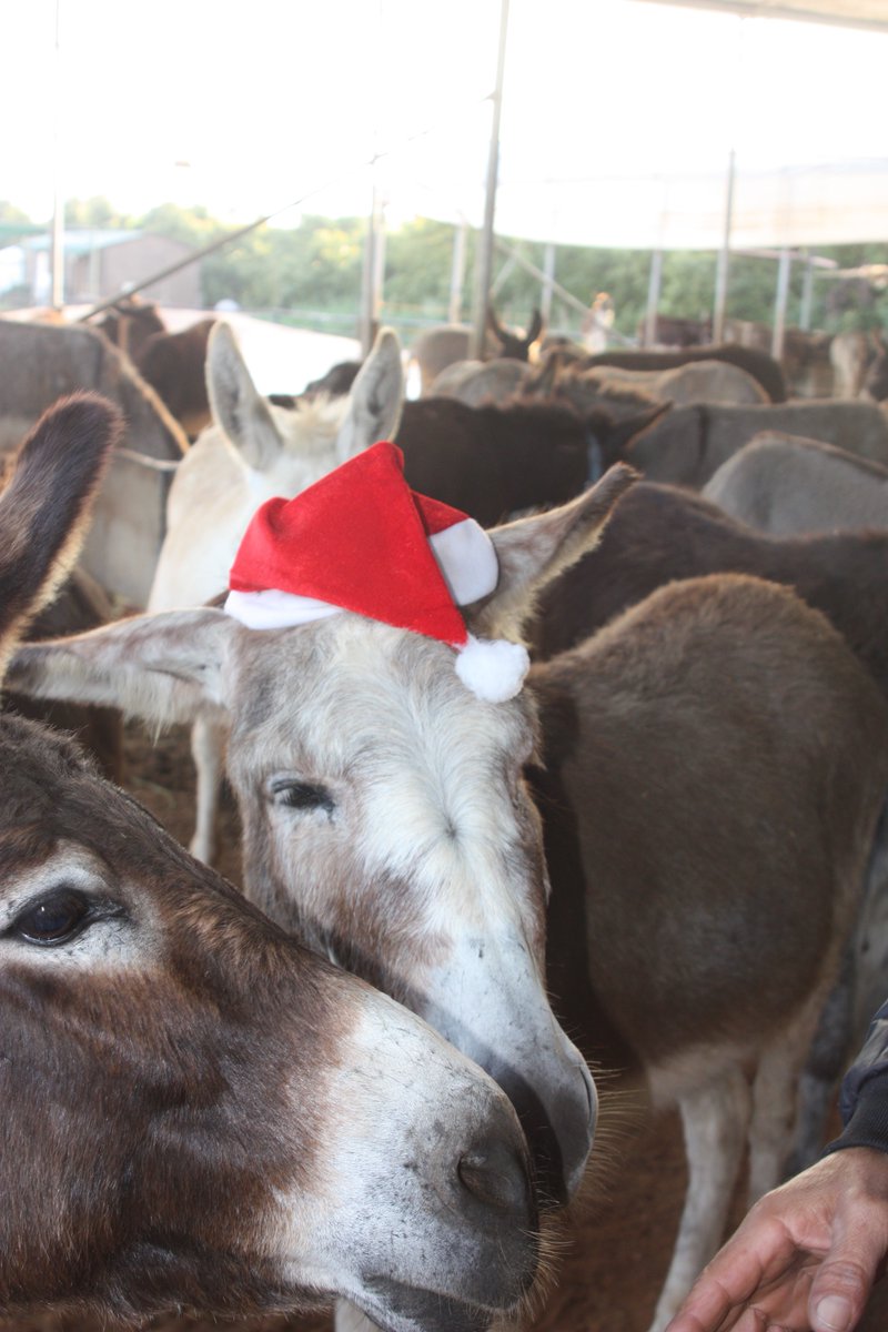 🎅🎄 Happy Christmas Eve to all those wonderful supporters who are celebrating Christmas from a few of our rescued residents 😘