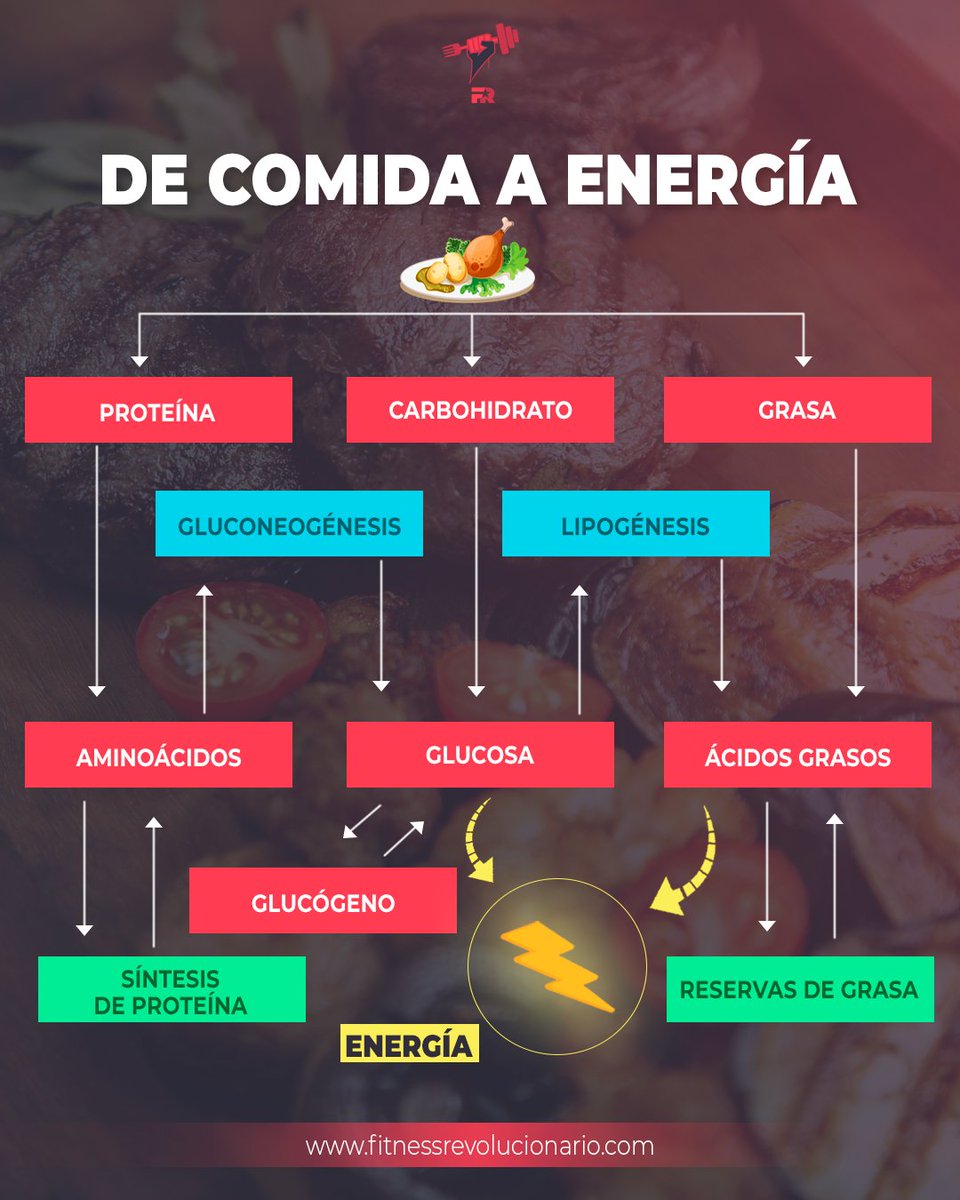FITrebelde's tweet photo. Modelo (muy simplificado) de cómo los alimentos se convierten en energía. https://t.co/tziiaHXXgI