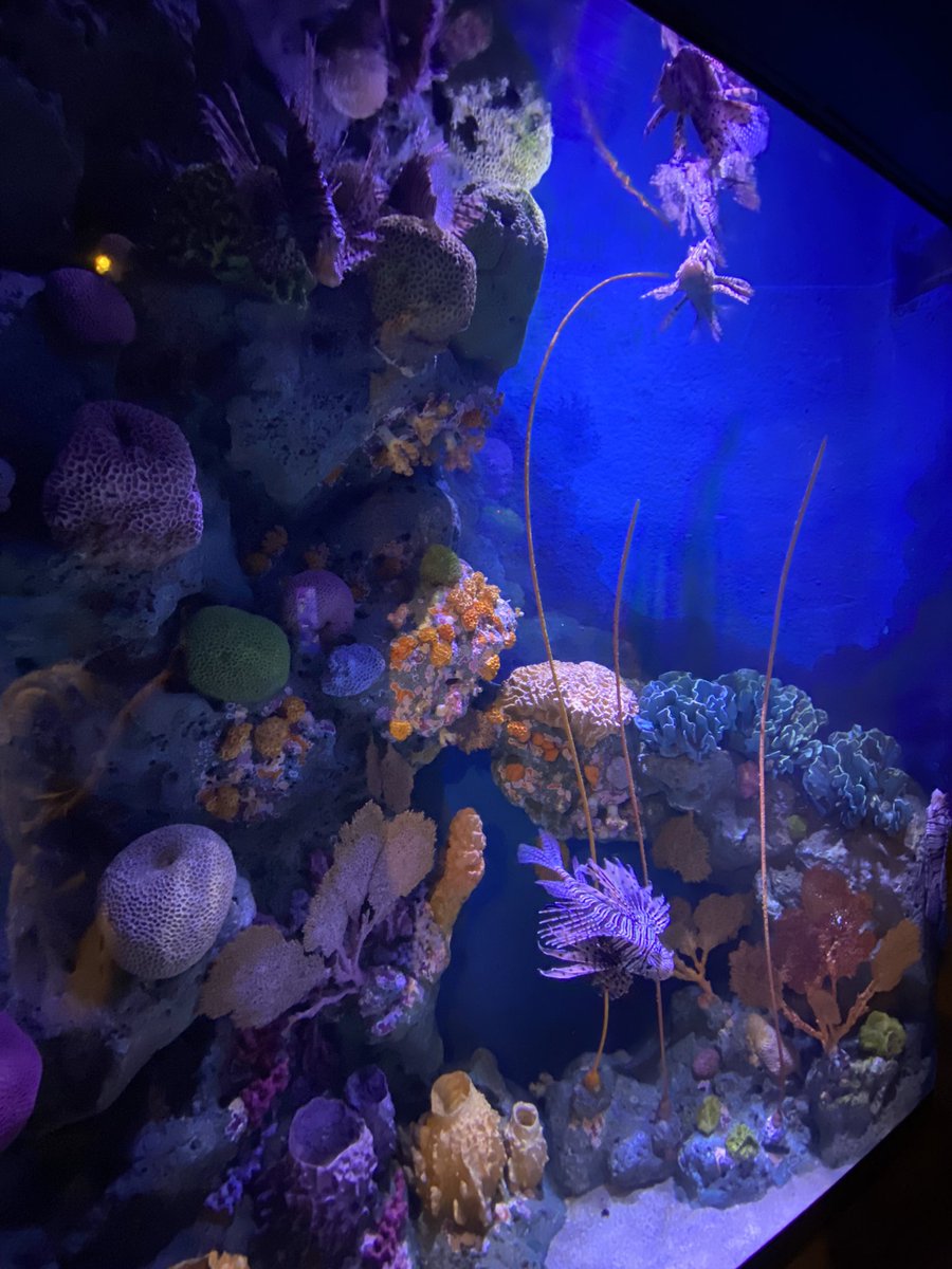 jansmemos's tweet photo. thailand dump! — ꔛ

D1: went to see fish lets gooo 🐋 i’m so sad no jellyfish tho

🏷️ . . . #lifetwt #archivetwt https://t.co/jdcENPLGcd