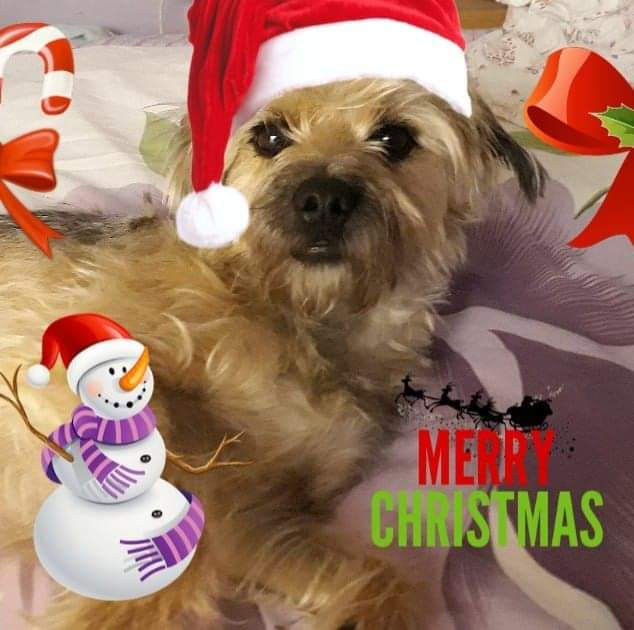 pauline burrows tweet media