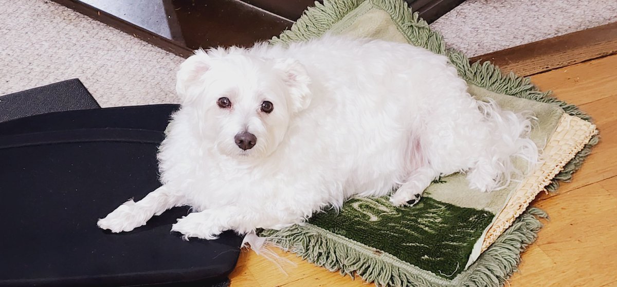 ʟi ꜱᴇɴ tweet media