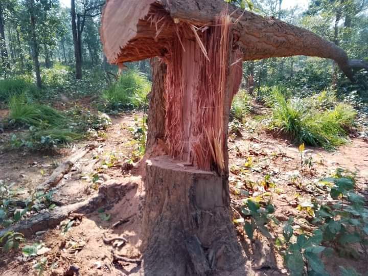 Tribal_philosop's tweet photo. छत्तीसगढ़ सरकार ने स्थानीय लोगो को धोखे में रख कर कुछ समय के लिए हसदेव जंगल की कटाई रोख दी थी।फिर फोर्स  बुलाई गई स्थानीय लोगो ने फिर एक वार अपने जल जंगल जमीन को बचाने की लड़ाई में आगे आये है।छत्तीसगढ़ के आसपास के जितने भी सामाजिक संगठन है उनसे निवेदन हैं #हसदेव_जंगल_बचाओ https://t.co/XH6zoeQeS3