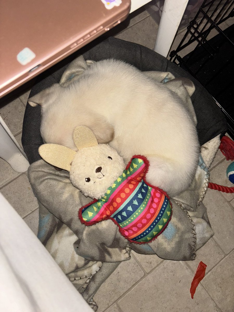 phoenixcrash's tweet photo. I have a new puppy. https://t.co/gNg8E5lpN3