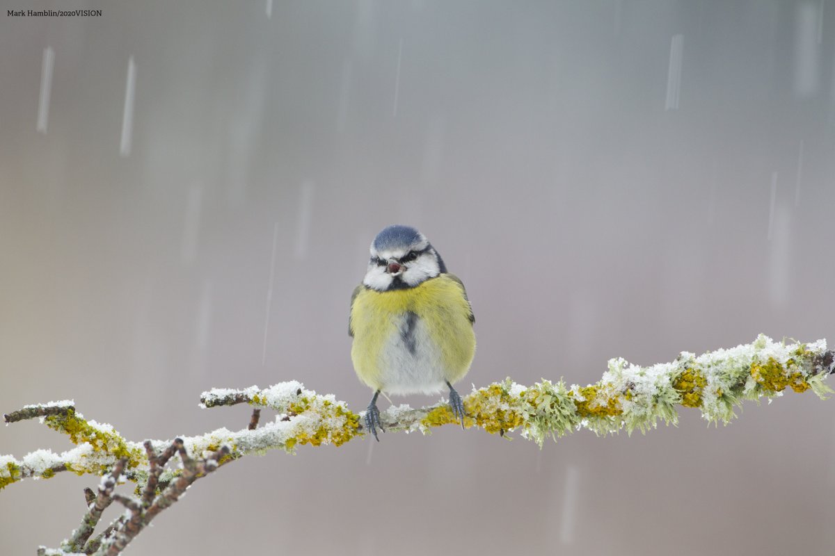 Step into the wild this winter ❄ Find some festive activity inspiration on our website! Explore our recommendations, from seasonal nature spotting sheets to awesome festive craft ideas to do at home.👉 wildlifewatch.org.uk/seasonal-wildl…