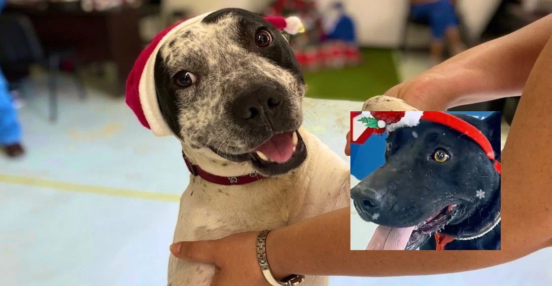 sopitas's tweet photo. Como cada año, los perritos rescatados del Metro de la CDMX le van a echar una patita a Santa y a los Reyes Magos para entregar las cartas de los niños. Acá te contamos cómo participan los lomitos https://t.co/MFrWzgOVlG https://t.co/KiouBNvC8O