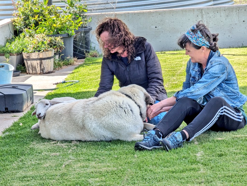 Shayne Calliss tweet media