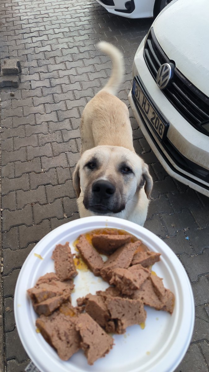 Son birkaç seneye kadar sokakta yaşayan canlılara karşı böyle sert ve adaletsiz yaklaşımlar yoktu. Bu son 1 yılda ise kedi köpek katilleri de trolleri de arttı. Kim besliyor bu parazitleri? Apartmanda kedi de olur köpek de. Tuvalete ayakta işeyip etrafı rezil eden veya bebek