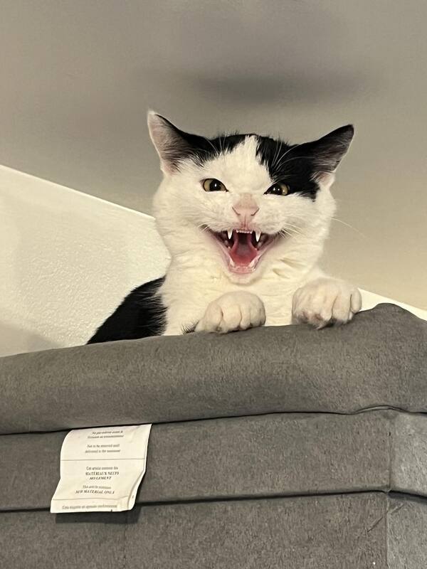 PeterAskin1's tweet photo. Hey there! If you live on #SaltSpringIslandBC or on #VancouverIsland or on the #LowerMainland, you must meet handsome B & W boy kitty "Sawyer"! Rescued from a feral colony he needs further contact with cat-savvy hoomans & other cats in the home will help break the ice! Call the SPCA at 250 537 2123 Adopt! πππ±
https://t.co/uoyz6tKixi