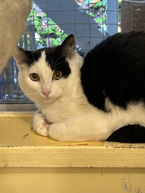 PeterAskin1's tweet photo. Hey there! If you live on #SaltSpringIslandBC or on #VancouverIsland or on the #LowerMainland, you must meet handsome B & W boy kitty "Sawyer"! Rescued from a feral colony he needs further contact with cat-savvy hoomans & other cats in the home will help break the ice! Call the SPCA at 250 537 2123 Adopt! πππ±
https://t.co/uoyz6tKixi