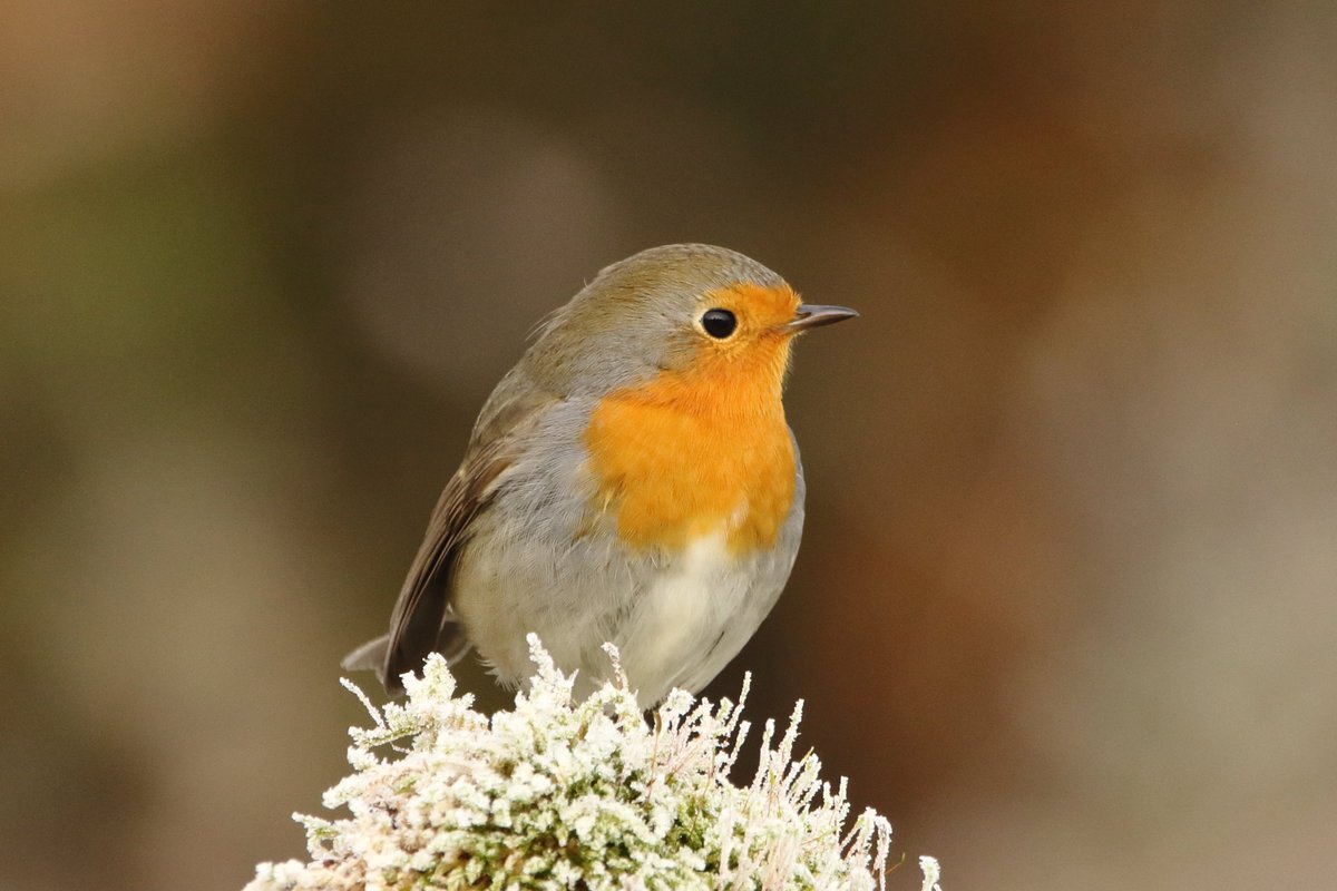 Good morning all. It's that time of year again! Time for me to thank everyone for their support, likes, comments and reposts. They are all greatly appreciated. Thank you for sharing your work too. Seasons greetings and a Happy New Year. #TwitterNatureCommunity #NaturePhotography