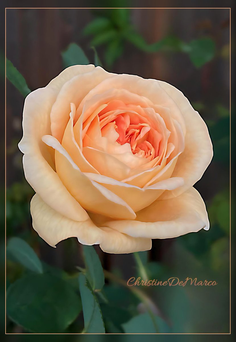 #Advent Day #24 Sharing a #RoseAday until #Christmas An apricot 🍑 & peach 🧡 beauty, Bathsheba Rose by ⁦@DAustinRoses⁩ Poses highlight her numerous layered petals & striking rosette 🏵️ profile. Fragrance is #Heavenly 🙏🏼#MerryChristmas #WorldPeace ☮️ #Love 💕 #Joy 🕊️to all