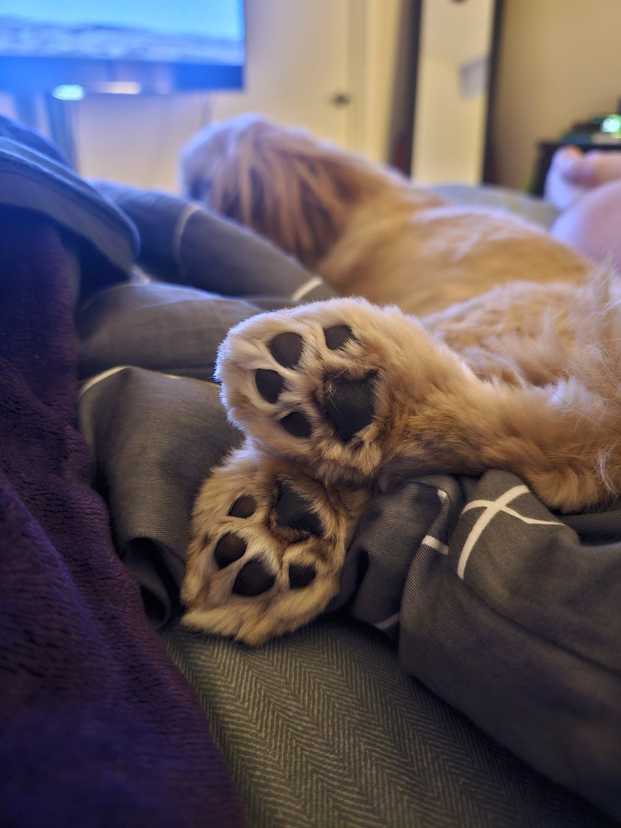 itssBrittany's tweet photo. Blessing your feed with the cutest little beans 🐾 https://t.co/zg7ky8Gk8l