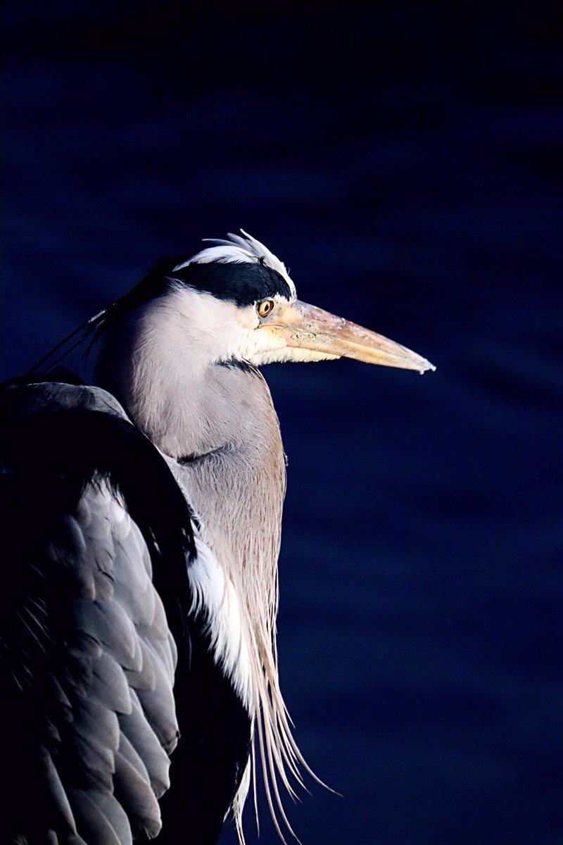 Morning everyone 🤗❤️ A few days ago the sunlight was just right at #KensingtonGardens that this one sat on the nearest post posing for its picture #heron @theroyalparks @Natures_Voice #NaturePhotography