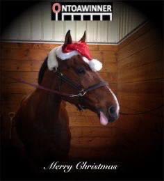 🐎 On behalf of the Ontoawinner management team 🐎 We would like to wish all our owners past and present, our trainers and their staff, all jockeys and racecourse staff a very Merry Christmas 🎄 and a healthy and prosperous 2024! And let’s not forget our fabulous horses 🐎