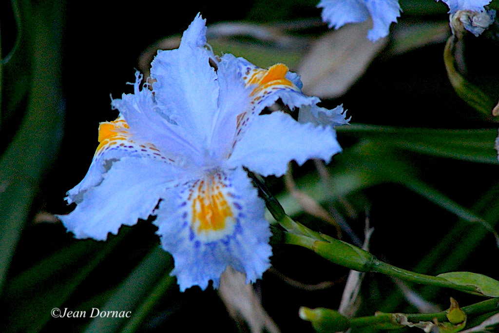 JeanDornac's tweet image. Merveille d’iris du Japon à la fois douce et sauvage dans ses formes et ses couleurs... #merveille #iris #Japon #douce #sauvage #formes #couleurs #2017 #parc #têteOr #Lyon